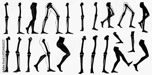 Detailed human leg anatomy illustrations showing skeletal structure and various movement poses.