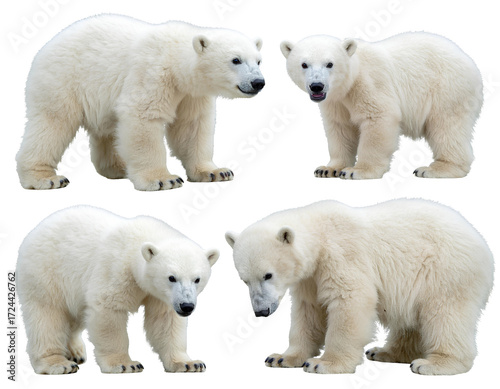 Firefly_Set of Young polar bear cub playing or looking curious on pure on transparent png bac  