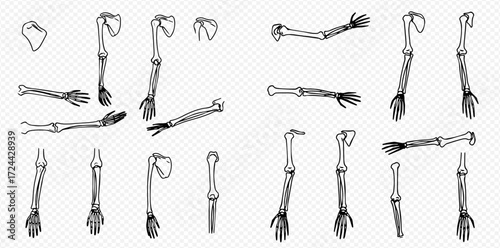 Set of anatomical drawings depicting human arm bones, including hands, forearms, and shoulder blades, in different orientations.