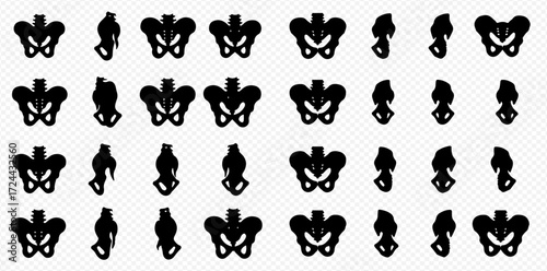 Multiple black silhouettes of human pelvic bones displayed from various anatomical perspectives for educational study.