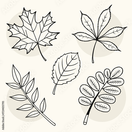 A collection of five distinct hand drawn line art illustrations of various deciduous leaves and branches set against a subtle cream background with faint circular accents