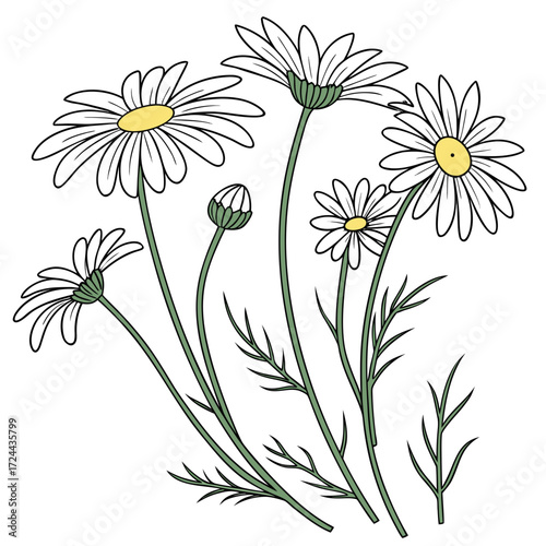A charming illustration of a cluster of white daisy flowers with yellow centers and green stems and leaves against a clean white background