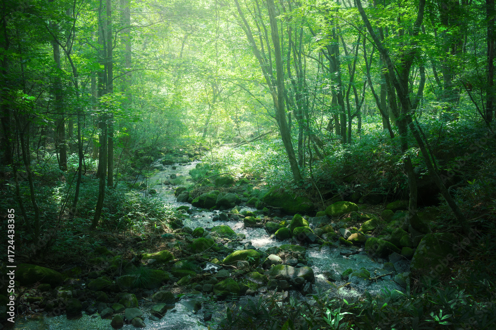 Obraz premium 緑の森を流れる小川 