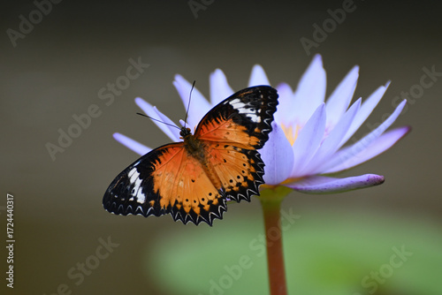 Butterfly 2022-4
Leopard Lacewing (Cethosia Cyane)