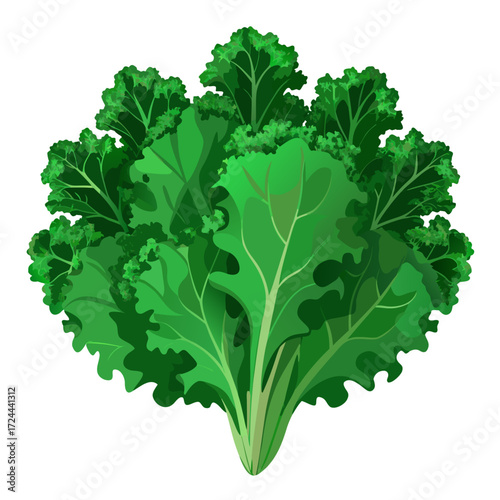 A bunch of fresh curly kale with deep green, ruffled leaves, on a simple white background. Top-down flat lay, showcasing texture and volume, superfood concept, healthy greens.