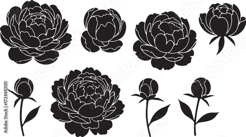 Peony Silhouette: A collection of elegant peony blooms and buds, captured in striking black and white silhouette, offers a timeless symbol of beauty and serenity.