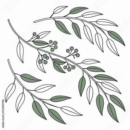Delicate hand drawn botanical illustration of three olive branches with green leaves and berries against a white background