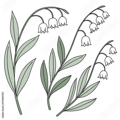 Delicate illustration of three lily of the valley stems with bell shaped white flowers and green leaves against a clean white background