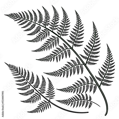 Elegant black and white illustration of delicate fern fronds with intricate leaf patterns on a clean white background suggesting nature and organic design