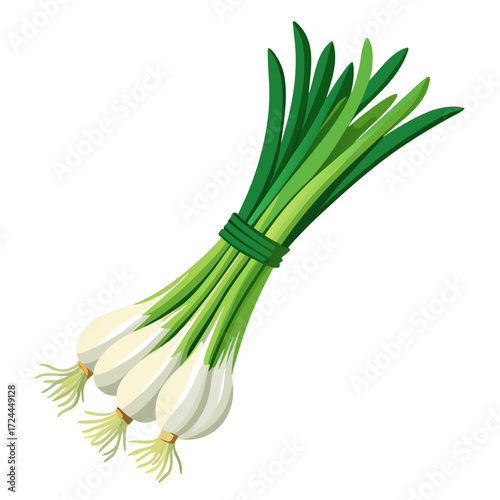 A tight bundle of fresh spring onions with long green tops and white roots, tied with a simple string. Shot against a clean white background, sharp focus from root to tip