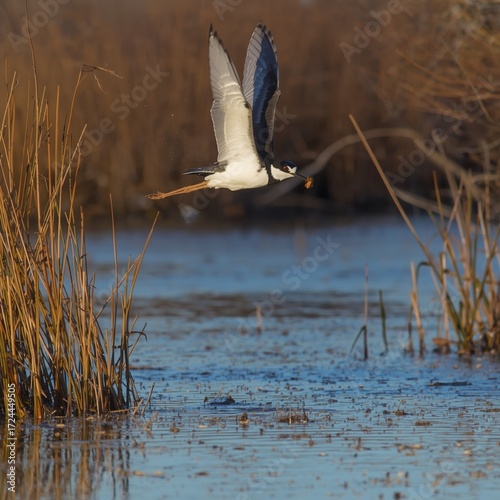 great blue heron in flight