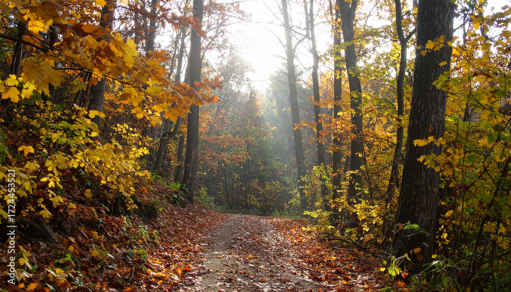 Obraz premium Autumn Forest Path Sunbeams . Nature Concept. Generated Image