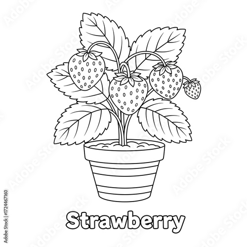 Strawberry Plant Coloring Page