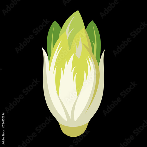 A single head of Belgian endive with pale yellow, tightly packed leaves, isolated on a black background. Elegant and bitter vegetable, minimalist composition, sharp studio lighting.