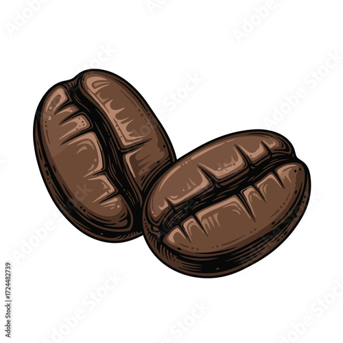 Two roasted coffee beans in close up on a white background.
