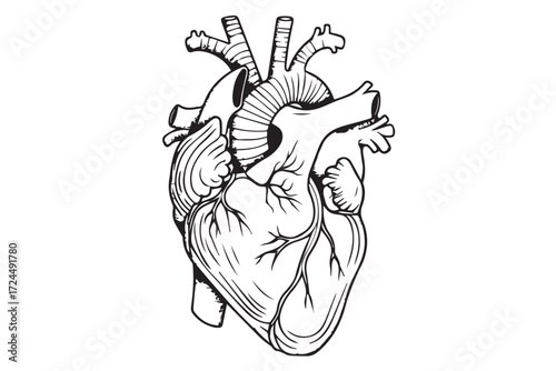 Anatomical illustration of a human heart isolated on Transparent Background