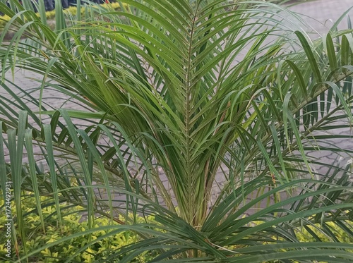 The plant in the image is a Butia capitata, commonly known as the Jelly Palm or Pindo Palm. 
