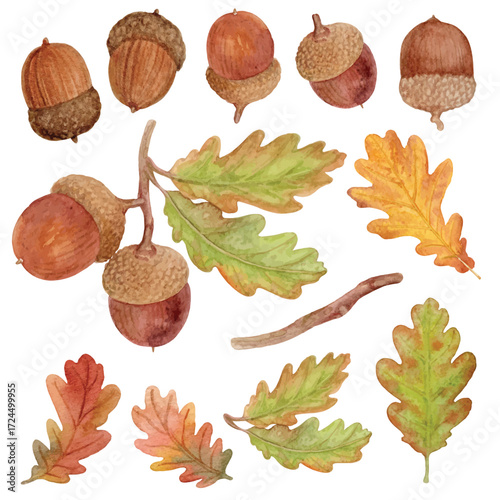 Acorn and leaves oak hand drawn watercolor isolated on transparent background.