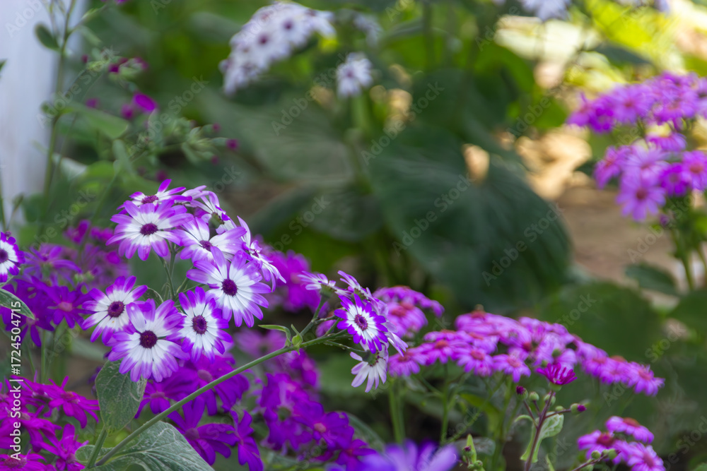 Obraz premium Vibrant Purple and White Cineraria Flowers Blooming in a Lush Garden Under the Warm Morning Sunlight