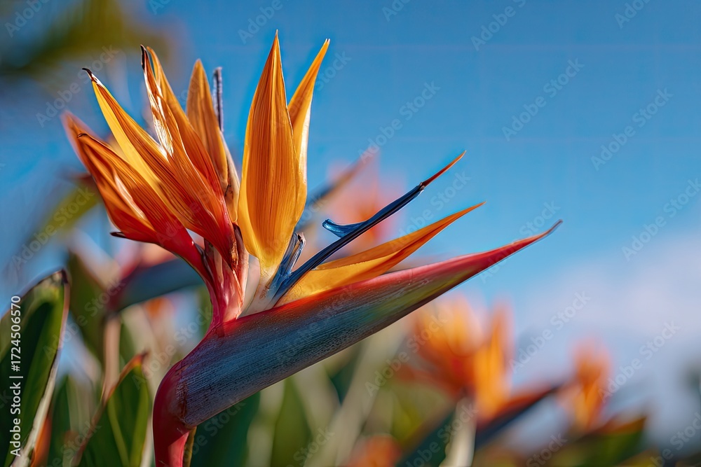 Obraz premium Vibrant bird of paradise flower in sunlight