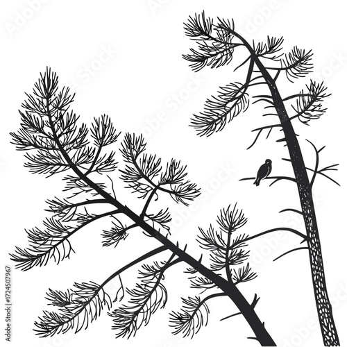 A solitary bird perches on a branch of a tall pine tree silhouetted against a white background with another pine branch in the foreground