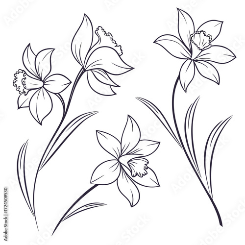 Elegant line art illustration of three blooming daffodils with delicate petals and long slender leaves on a clean white background perfect for spring designs