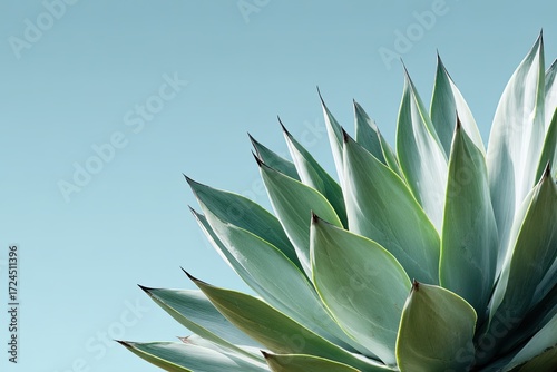 Close-up of agave plant leaves against a pale blue background