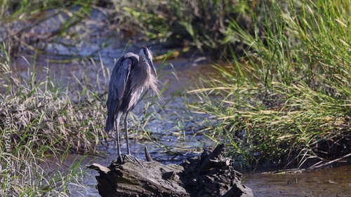 Great blue heron camouflaged among saltwater marsh grasses. 