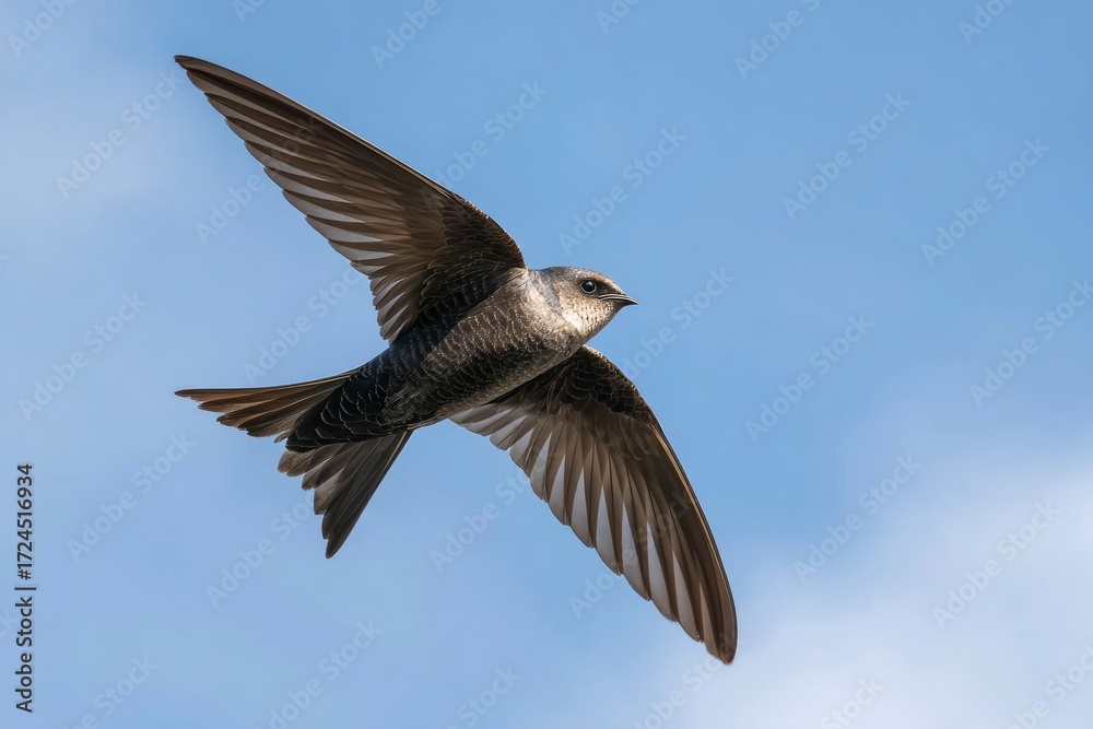 Fototapeta premium A Chimney Swift with graybrown feathers soars wings spread against a blue sky