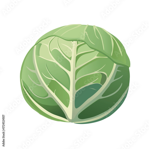Vector cabbage top view, layered green leaves, flat simple design, isolated