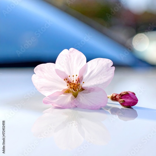 Delicate pink cherry blossom on a car (1)
