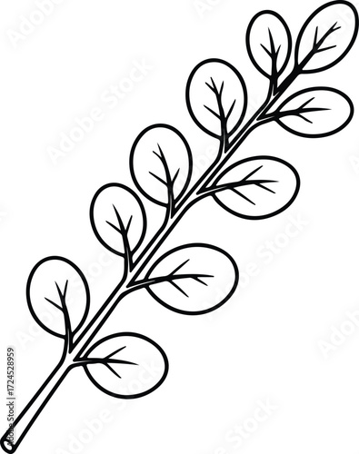 Vector moringa branch with leaves black and white silhouette design