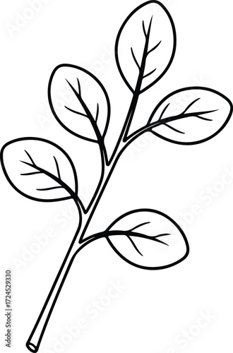 Vector Moringa plant branch leaves illustration silhouette design