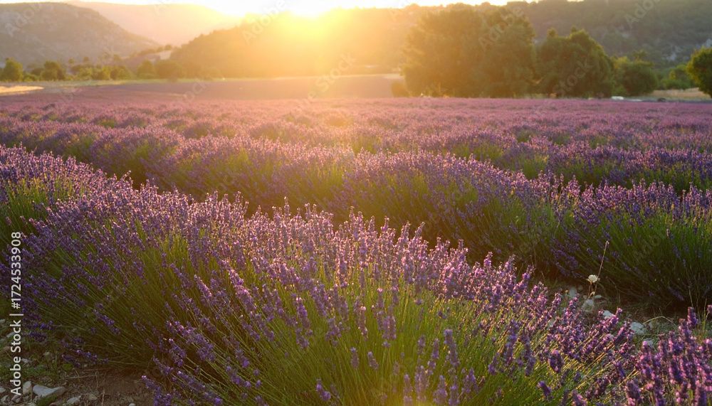 Naklejka premium Lavender Field Sunset Provence . Nature Concept. Generated Image