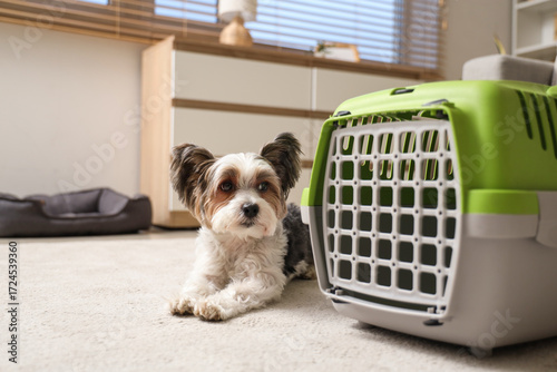 Cute Biewer Terrier dog lyi...