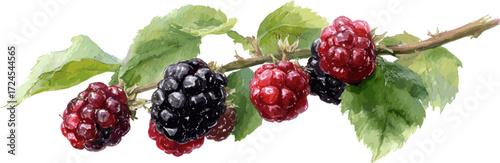 Blackberry watercolor, clipart style isolated on a white background. Vector illustration