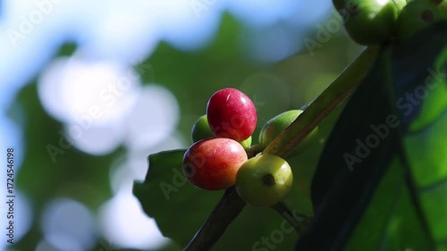 Ripe coffee berries on the trees in the garden