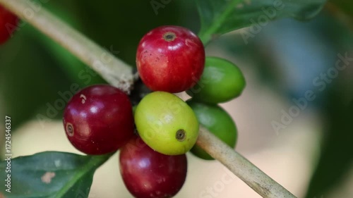 Ripe coffee berries on the trees in the garden