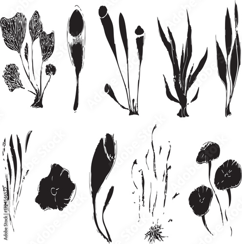 Vector art of set of aquatic plants and algae in monochrome