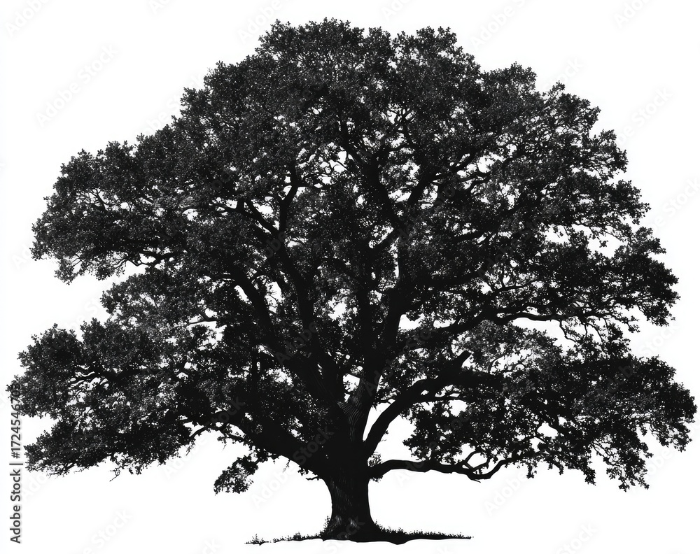 Fototapeta premium Silhouette of a large oak tree (2)