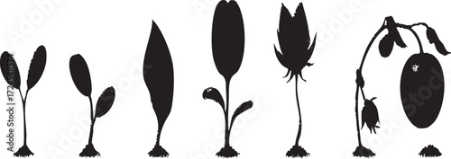 Vector art of plant growth stages, vector illustration
