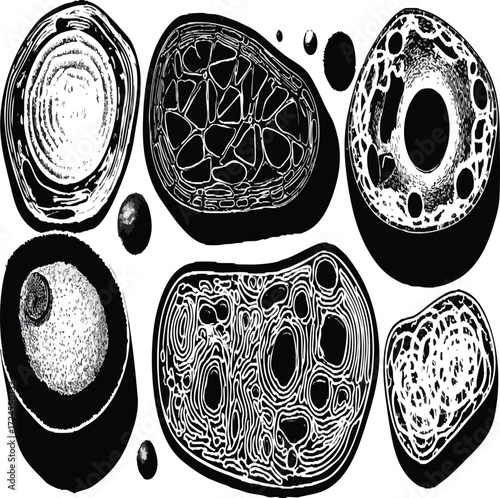 Vector art of hand drawn illustration of different organelles