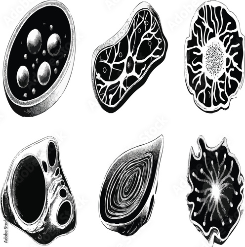 Vector art of different types of spores and seeds