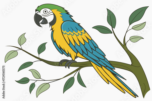 blue and yellow macaw