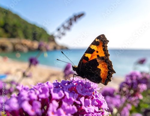 Butterfly on flower by the sea
