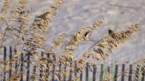 Flock of house sparrows eating sea oat seed pods, taking free ride swaying in the ocean breeze. 