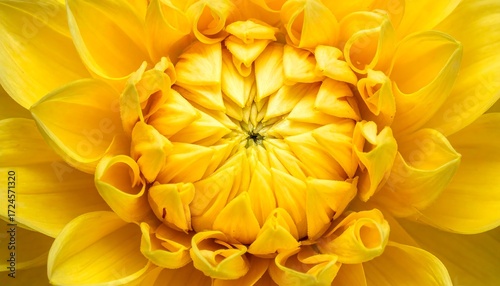 Close-up of a bright yellow dahlia (2)