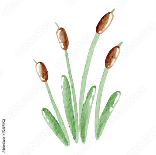 cattail plant live in the river vector