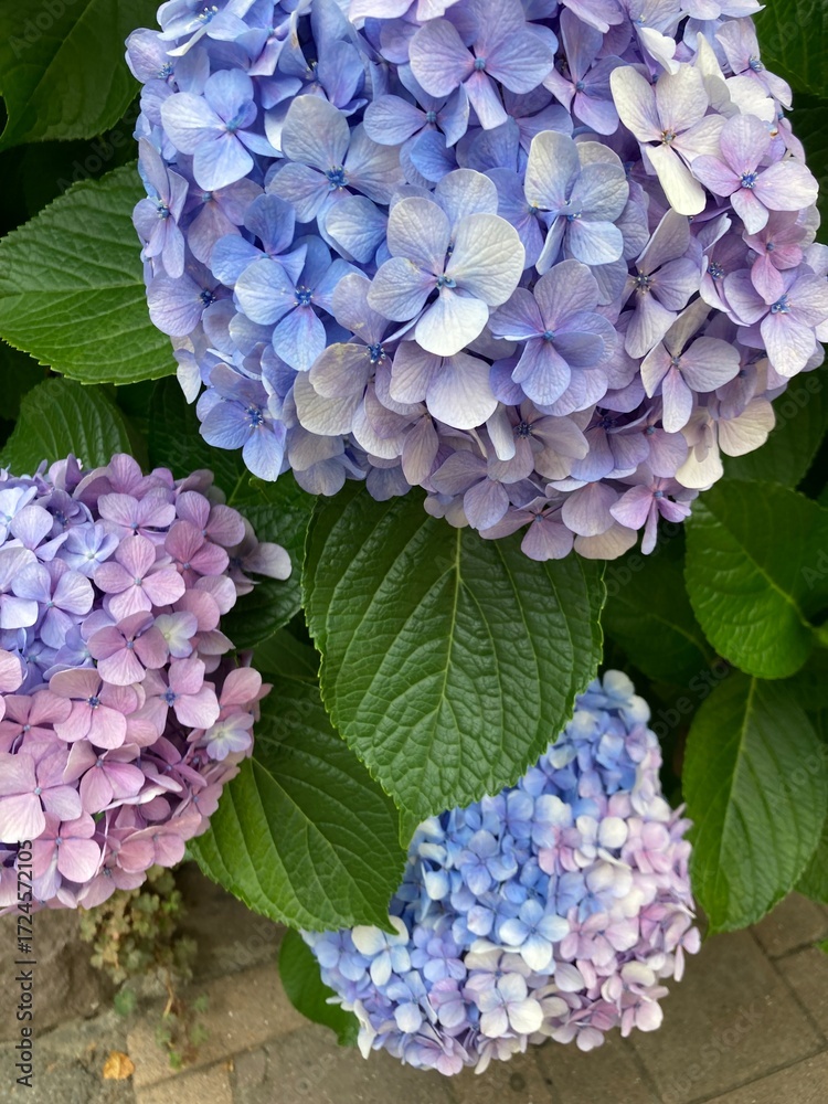 Obraz premium 紫陽花