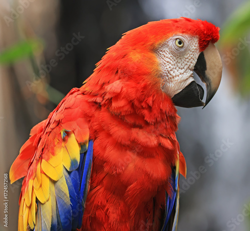 Scarlet Red Yellow and Blue Parrot